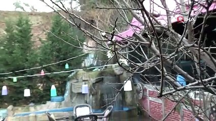 Kış bitmeden güneşi gören erik ağacı çiçek açtı