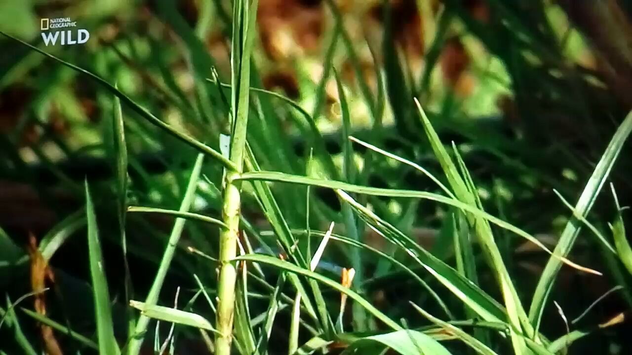 Lions documentaire animalier