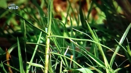 Lions documentaire animalier