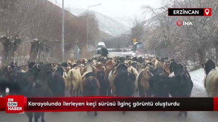 Karayolunda ilerleyen keçi sürüsü ilginç görüntü oluşturdu