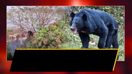 Karimnagar మానుకొండూరులో ఎలుగుబంటి హల్చల్.. | Telugu Oneindia