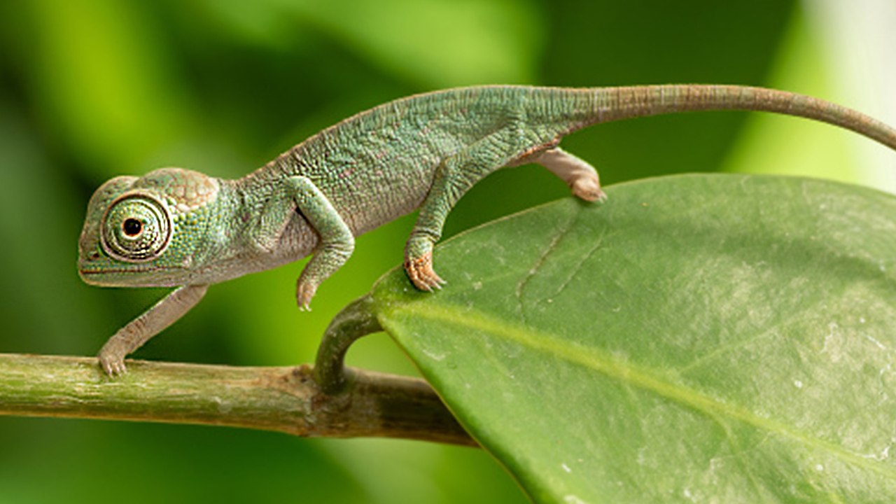 Nachwuchs bei stark gefährdeten Chamäleons im Tiergarten Schönbrunn