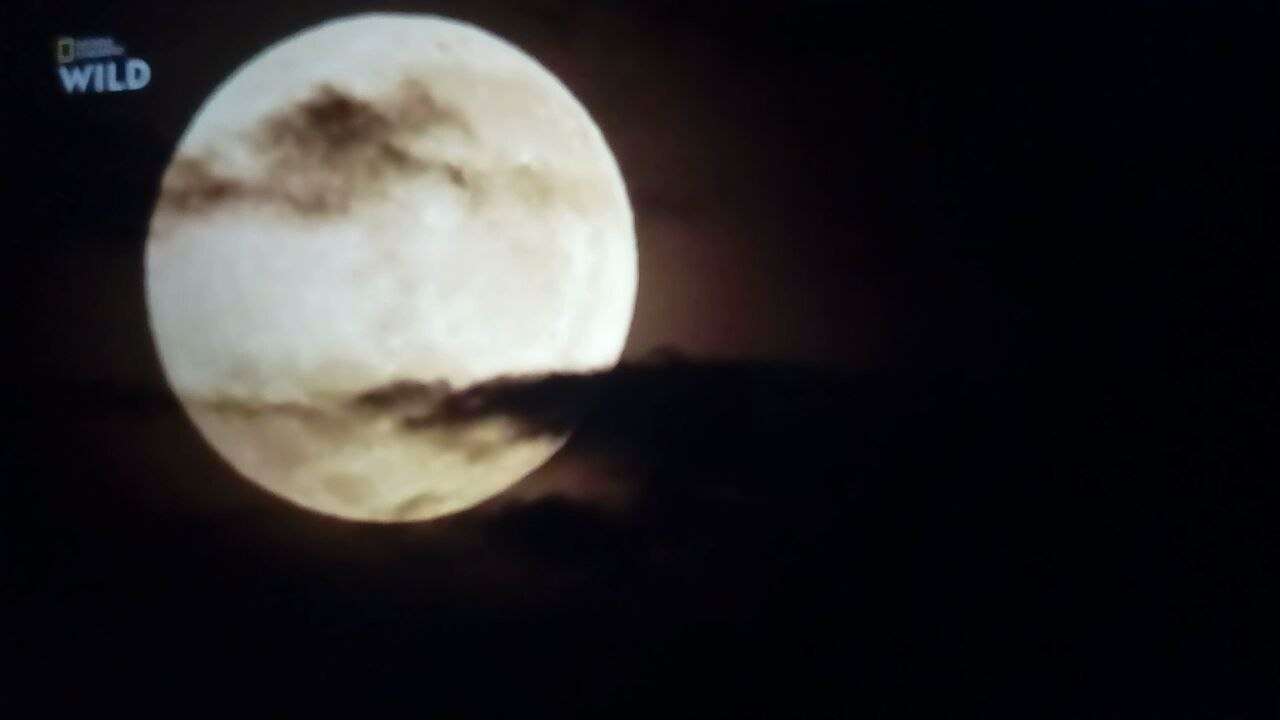 Lions documentaire animalier