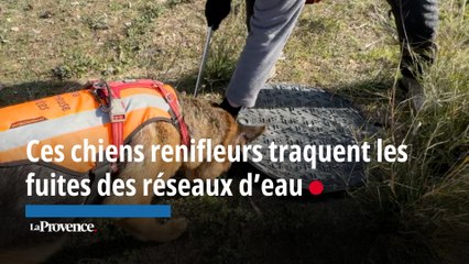 Des chiens renifleurs traquent les fuites des réseaux d’eau