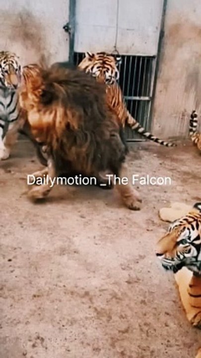 Tigers attack the lion
