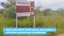 Mato alto atrai atrai cobra, escorpiões e aranhas e preocupa moradores