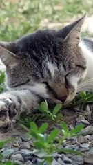 Try Not To Laugh  | Funny Animals Compilation  #Short #Funny #Animals