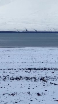 ECTLS - De quelle couleur est la peau des ours blancs ?