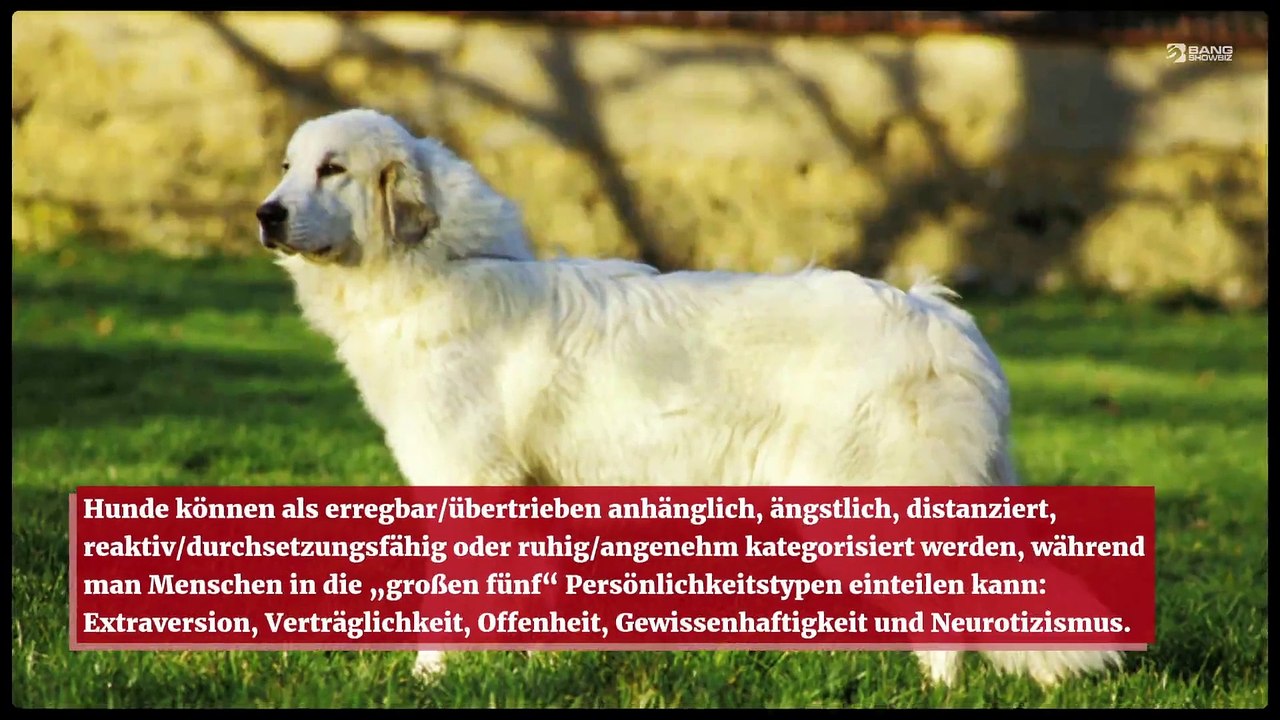 Hunde ähneln Menschen in fünf Persönlichkeitstypen - video Dailymotion