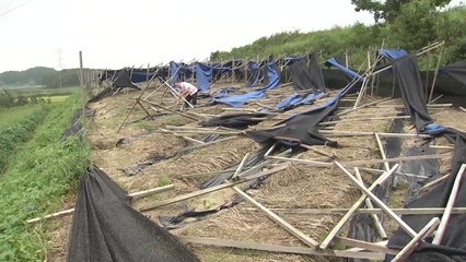 [전북] 작물재해보험 농가에 640억 지원...품목도 확대 / YTN
