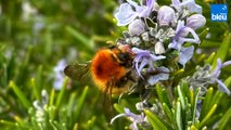 Roland Motte, jardinier : des plantes mellifères pour attirer les pollinisateurs