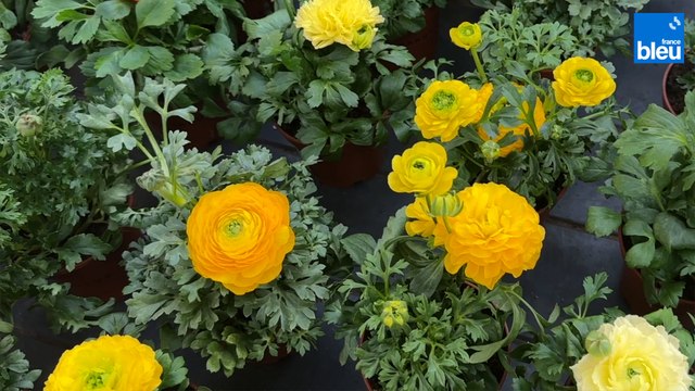 Roland Motte, jardinier : quelles fleurs planter en fin d'hiver
