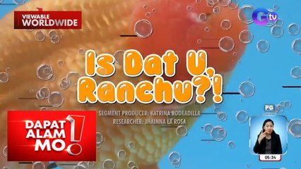Alagang goldfish, ginugupitan din?! | Dapat Alam Mo!