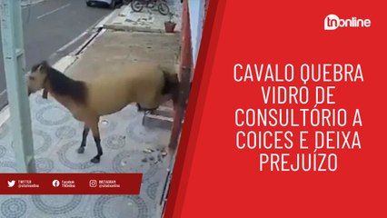Cavalo quebra vidro de consultório a coices e deixa prejuízo