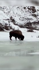 Bison slips and slides on frozen creek at Yellowstone National Park ❄️