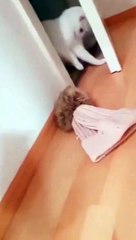 The Ultimate Cat Comedy Compilation  #Cat #Funny #Shorts