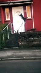 The Ultimate Cat Comedy Compilation  #Cat #Funny #Shorts