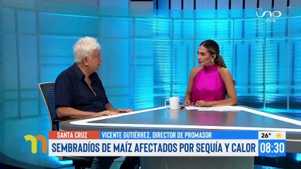 Sembradíos de maíz afectados por sequía y calor