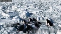 Orcas ficam presas em camada de gelo no Japão