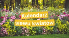 Kalendarz siewu kwiatów
