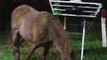 Umuarama: cavalos soltos em terreno provocam transtornos para moradores do Jardim Thereza
