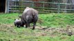 First birth of a critically endangered Black Rhino calf at Yorkshire Wildlife Park