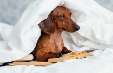 Sharing a bed with your dog has several health benefits