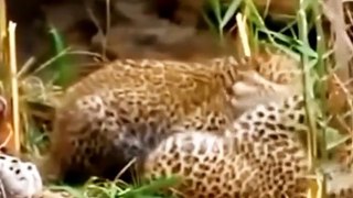 baby leopard fighting #animals #leopard #babyleopard #viral