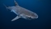 The number of deadly shark attacks doubled worldwide in 2023