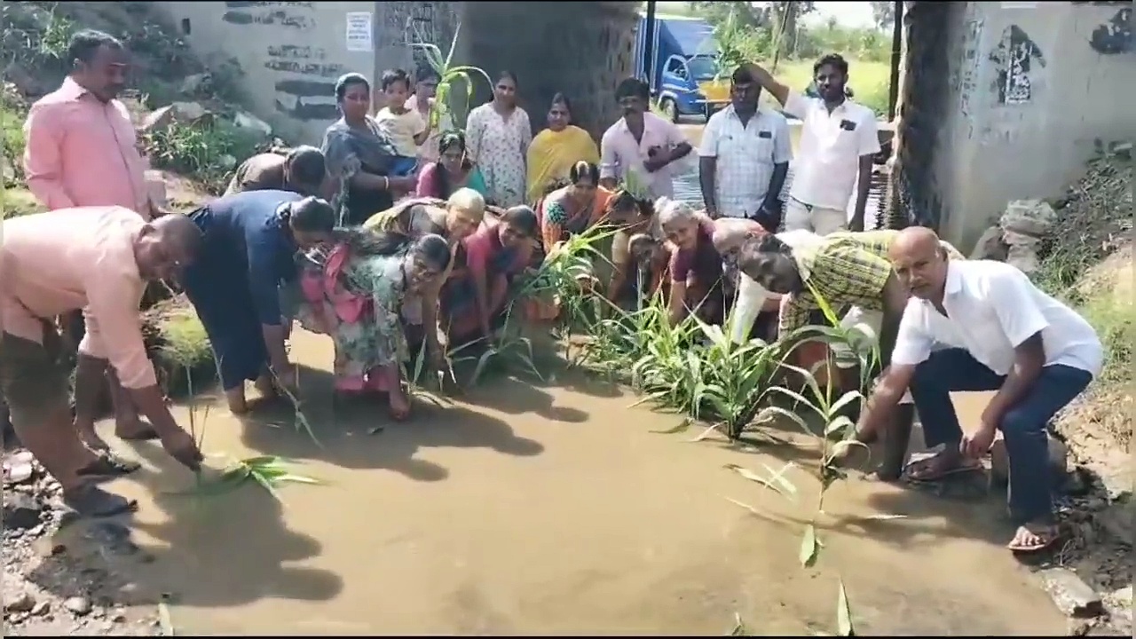 போக்குவரத்துக்கு பயன்படுத்த முடியவில்லை; சேதமடைந்த சாலையில் நாற்று நட்டு பொதுமக்கள் எதிர்ப்பு