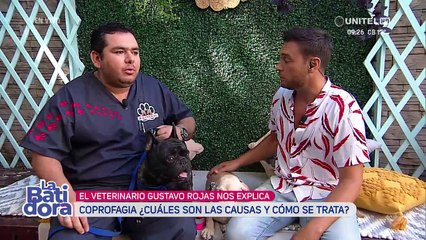 Coprofagia, el mal hábito que desarrollan las mascotas y que se puede evitar