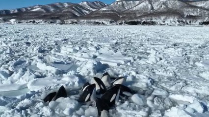 Japon : une dizaine d'orques piégées dans la glace suscite l’inquiétude.