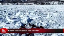 Buzların arasında sıkışan katil balinalar