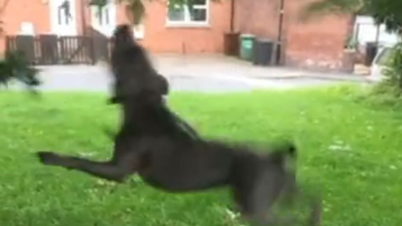 Furry aviator: Morning walk becomes a canine aerial show amongst trees