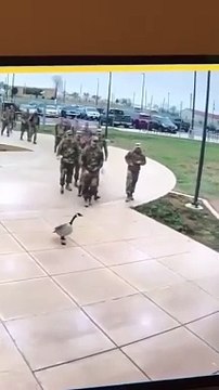 Les oies gagnent L'Occident est tombé