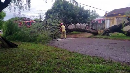 Árvore cai e deixa rua interditada no Pioneiros Catarinenses