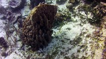 My dive buddy, coral, fish and sponges in Cozumel