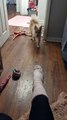 Puppy Learns to Remove Mom's Socks