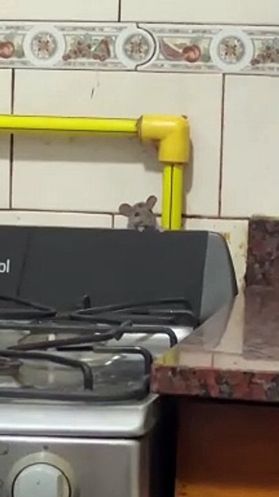 Rat Makes An Appearance