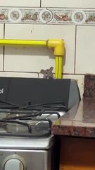 Rat Makes An Appearance