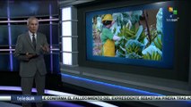Moscú detuvo las importaciones de las claveles y plátanos desde Ecuador