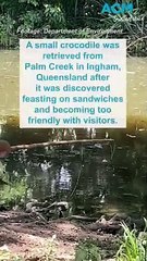 Croc relocated after becoming too friendly with visitors