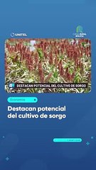 Destacan potencial del cultivo de sorgo