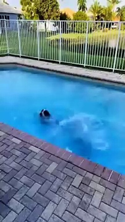 funny cats