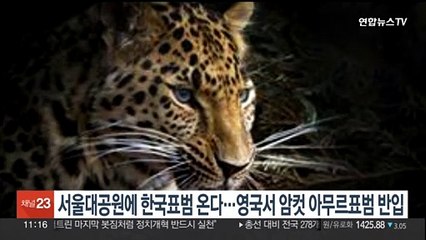 서울대공원에 한국표범 온다…영국서 암컷 아무르표범 반입