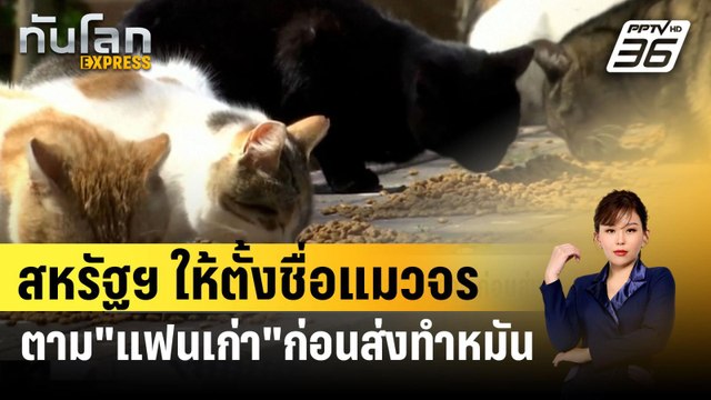 สหรัฐฯ ให้ตั้งชื่อแมวจรตาม แฟนเก่า ก่อนส่งทำหมัน รับวาเลนไทน์ | ทันโลก EXPRESS | 7 ก.พ. 67