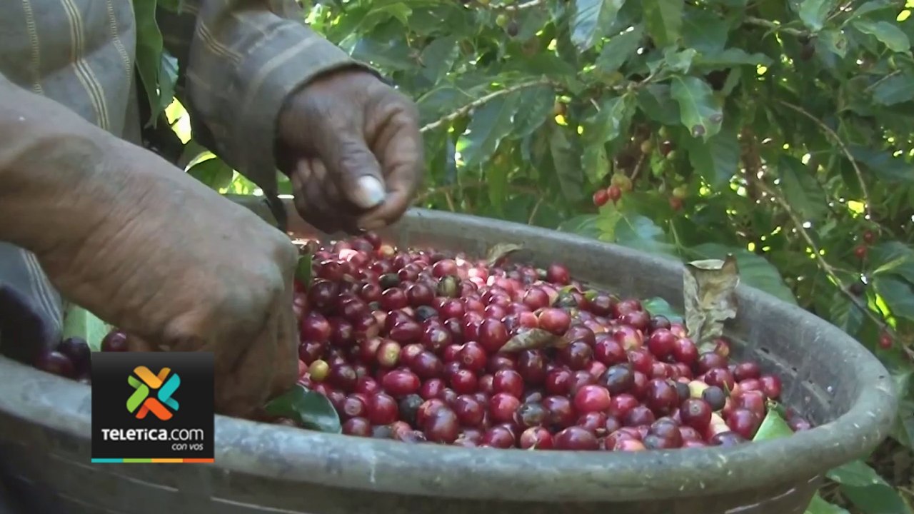 tn7-Miles de productores de café reportan grandes pérdidas por la caída en el precio del dólar-060224