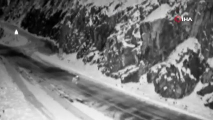 Gümüşhane’de aç kalan kurtlar avladıkları sokak köpeğini taşırken görüntülendi