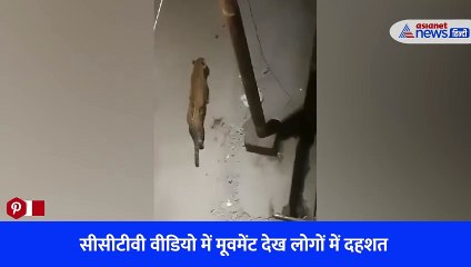 श्रीनगर गढ़वाल में बस्तियों में घूम रहे गुलदार