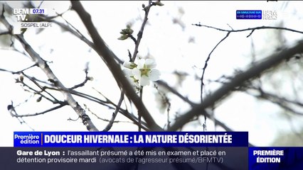 Des bourgeons et des fleurs en février: quand la nature est désorientée à cause de la douceur hivernale